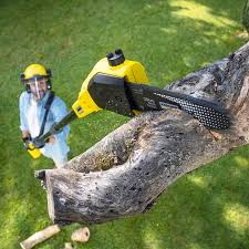Best Stump Grinding and Removal  in Bamberg, SC