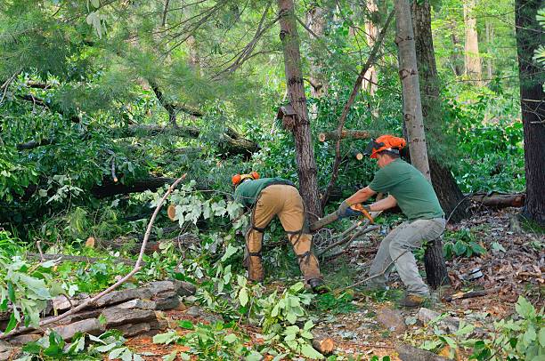 Professional Tree Services in Bamberg, SC