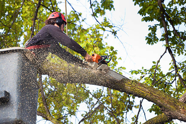 How Our Tree Care Process Works  in  Bamberg, SC